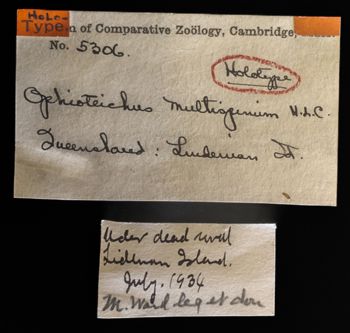 Media type: image;   Invertebrate Zoology OPH-5306 Description: Labels for this specimen included in the specimen tray.;  Aspect: labels